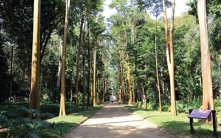 Pau Mulato no Jardim Botânico Pau Mulato no Jardim Botânico