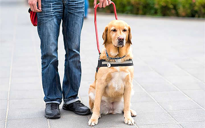 Cachorro sentado na guia Cachorro sentado na guia