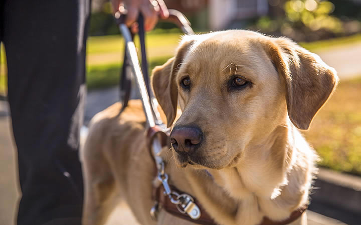 Cão guia Cão guia