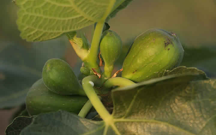 Plantação de figo no Sitio Kusakariba Plantação de figo no Sitio Kusakariba