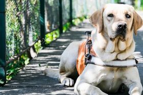 Viajar com Cão-Guia
