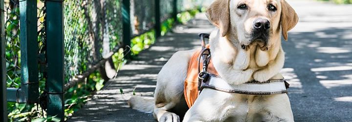 Viajar com Cão-Guia Viajar com Cão-Guia