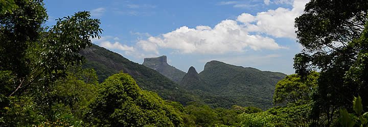 Área verde no Parque Nacional da Tijuca Área verde no Parque Nacional da Tijuca