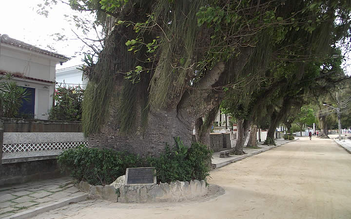 Árvore da Maria Gorda na Ilha de Paquetá Árvore da Maria Gorda na Ilha de Paquetá