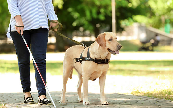 Cão guia Cão guia