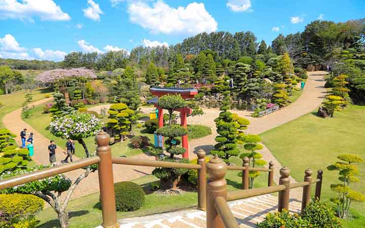 Jardim Japonês e Árvore Gigante Jardim Japonês e Árvore Gigante