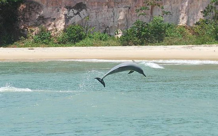 Baía dos Golfinhos - Golfinho pulando - Tibau do Sul Baía dos Golfinhos - Golfinho pulando - Tibau do Sul
