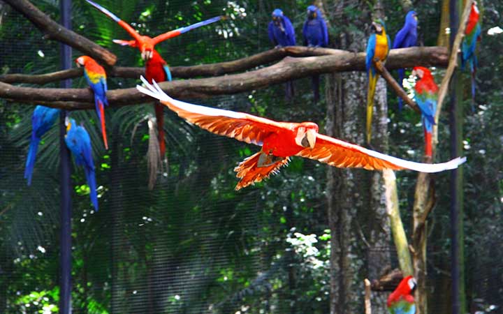 Arara vermelha no Parque das Aves em Foz do Iguaçu