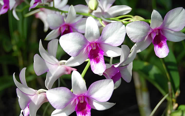 Orquídeas em Olímpia SP Orquídeas em Olímpia SP