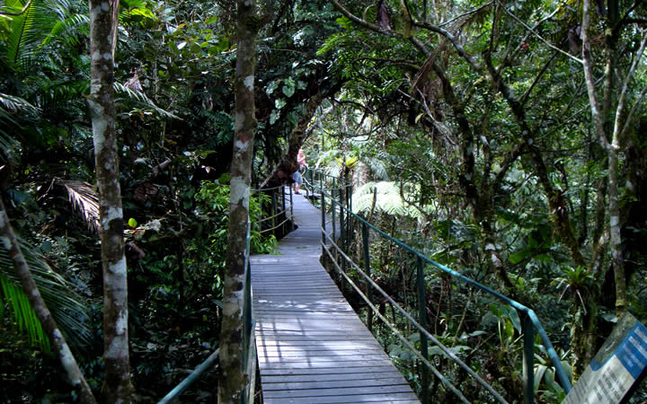 Trilha em Madeira Parque Nacional da Serra dos Órgãos Trilha em Madeira Parque Nacional da Serra dos Órgãos