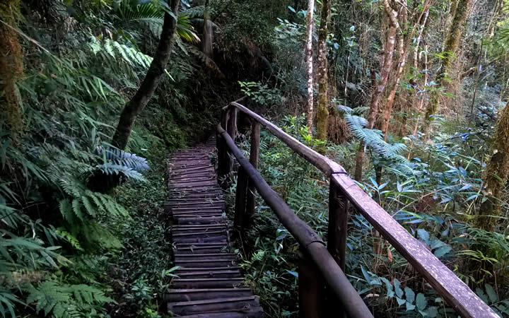 Trilha em ponte de madeira parque Trilha em ponte de madeira parque
