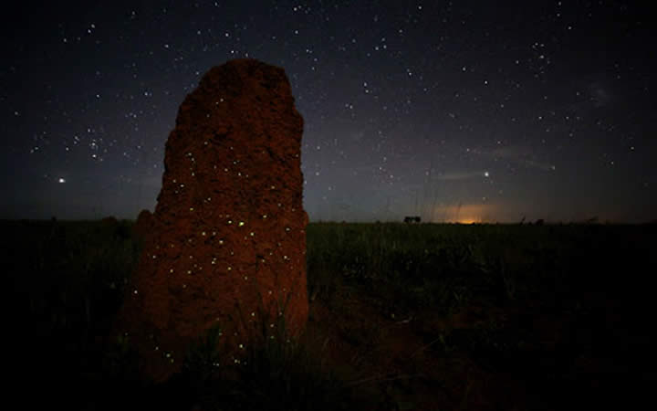 Bioluminescência - Parque Nacional das Emas Bioluminescência - Parque Nacional das Emas