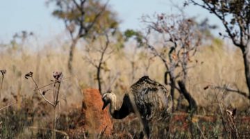 Parque Nacional das Emas - Vegetação