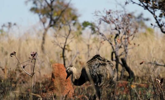 Parque Nacional das Emas - Vegetação