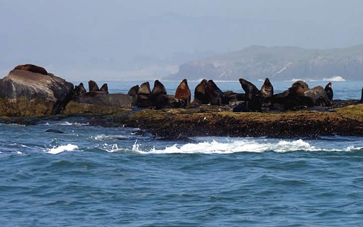 Ilha dos Lobos - Torres RS Ilha dos Lobos - Torres RS
